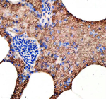 Zebrafish Hook3 Antibody Pancreas Tissue IHC. Immunohistochemical analysis of Hook3 protein using Zebrafish Hook3 antibody and paraffin-embedded zebrafish pancreas tissue. HIER: boil tissue sections in pH8 EDTA for 20 min and allow to cool before testing.