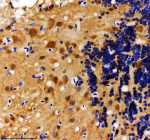 Zebrafish Hs2st1 Antibody Brain Tissue IHC. Immunohistochemical analysis of Hs2st1a/b protein using Zebrafish Hs2st1 antibody and paraffin-embedded zebrafish brain tissue. HIER: boil tissue sections in pH8 EDTA for 20 min and allow to cool before testing.