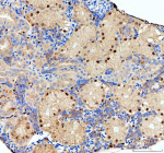 Zebrafish Nol10 Antibody Kidney Tissue IHC. Immunohistochemical analysis of Nol10 protein using Zebrafish Nol10 antibody, HRP secondary and DAB substrate with paraffin-embedded zebrafish kidney tissue. HIER: boil tissue sections in pH8 EDTA for 20 min and allow to cool before testing.