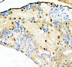 Zebrafish Nol10 Antibody Kidney Tissue IHC - Nucleolar Organization. Immunohistochemical analysis of Nol10 protein using Zebrafish Nol10 antibody, HRP secondary and DAB substrate with paraffin-embedded zebrafish kidney tissue. HIER: boil tissue sections in pH8 EDTA for 20 min and allow to cool before testing.