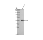 Zebrafish Glutamine synthetase / Glul Antibody Tissue WB. Western blot analysis of Glula/b protein using Zebrafish Glutamine synthetase antibody and zebrafish head tissue lysate. The predicted molecular weight of GLULa/b is ~42 kDa.