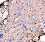 Zebrafish Glutamine synthetase / Glul Antibody Brain Tissue IHC. Immunohistochemical analysis of Glula/b protein using Zebrafish Glutamine synthetase antibody and paraffin-embedded zebrafish brain tissue. HIER: boil tissue sections in pH8 EDTA for 20 min and allow to cool before testing.