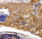 Zebrafish Dnaja2 Antibody Pancreas Tissue IHC. Immunohistochemical analysis of DNAJA2a/b protein using DNAJA2 antibody and paraffin-embedded zebrafish pancreas tissue. HIER: boil tissue sections in pH8 EDTA for 20 min and allow to cool before testing.