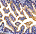 Zebrafish Dnaja2 Antibody Colon Tissue IHC. Immunohistochemical analysis of DNAJA2a/b protein using Zebrafish Dnaja2 antibody and paraffin-embedded zebrafish colon tissue. HIER: boil tissue sections in pH8 EDTA for 20 min and allow to cool before testing.