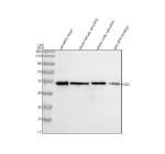 Zebrafish Dlst Antibody Tissue WB. Western blot analysis of Dlst protein using Zebrafish Dlst antibody and 1) zebrafish head, 2) whole female zebrafish, 3) whole male zebrafish and 4) zebrafish embryo tissue lysate. Predicted molecular weight ~49 kDa.