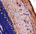 Zebrafish Lonp1 Antibody Brain Tissue IHC. Immunohistochemical analysis of Lonp1 protein using Zebrafish Lonp1 antibody and paraffin-embedded zebrafish brain tissue. HIER: boil tissue sections in pH8 EDTA for 20 min and allow to cool before testing.