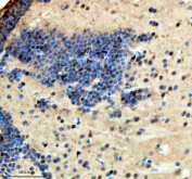 Zebrafish Hmgb1 Antibody Brain Tissue IHC - Chromatin Binding Protein. Immunohistochemical analysis of Hmgb1a/b protein using Zebrafish Hmgb1 antibody, HRP secondary and DAB substrate with paraffin-embedded zebrafish brain tissue. HIER: boil tissue sections in pH8 EDTA for 20 min and allow to cool before testing.