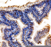 Zebrafish Hmgb1 Antibody Colon Tissue IHC. Immunohistochemical analysis of Hmgb1a/b protein using Zebrafish Hmgb1 antibody, HRP secondary and DAB substrate with paraffin-embedded zebrafish colon tissue. HIER: boil tissue sections in pH8 EDTA for 20 min and allow to cool before testing.