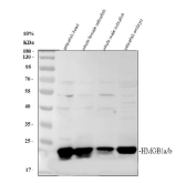 Zebrafish Hmgb1 Antibody Tissue WB. Western blot analysis of Hmgb1a/b protein using Zebrafish Hmgb1 antibody and 1) zebrafish head, 2) whole female zebrafish, 3) whole male zebrafish and 4) zebrafish embryo tissue lysate. Predicted molecular weight ~23 kDa.