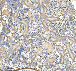 Zebrafish Glud1 Antibody Kidney Tissue IHC. Immunohistochemistry staining of FFPE zebrafish kidney tissue with Zebrafish Glud1 antibody, HRP secondary and DAB substrate. HIER: boil tissue sections in pH8 EDTA for 20 min and allow to cool before testing.