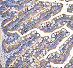 Zebrafish Glud1 Antibody Colon Tissue IHC. Immunohistochemistry staining of FFPE zebrafish colon tissue with Zebrafish Glud1 antibody, HRP secondary and DAB substrate. HIER: boil tissue sections in pH8 EDTA for 20 min and allow to cool before testing.