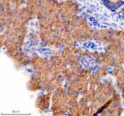 Zebrafish Gnsa Antibody Pancreas Tissue IHC. Immunohistochemistry staining of FFPE zebrafish pancreas tissue with Zebrafish Gnsa antibody, HRP secondary and DAB substrate. HIER: boil tissue sections in pH8 EDTA for 20 min and allow to cool before testing.