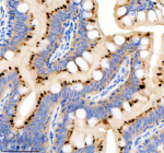 Zebrafish Gnsa Antibody Colon Tissue IHC. Immunohistochemistry staining of FFPE zebrafish colon tissue with Zebrafish Gnsa antibody, HRP secondary and DAB substrate. HIER: boil tissue sections in pH8 EDTA for 20 min and allow to cool before testing.