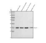 Zebrafish Suclg1 Antibody Tissue WB. Western blot analysis of Suclg1 protein using Zebrafish Suclg1 antibody and 1) zebrafish head, 2) whole female zebrafish, 3) whole male zebrafish and 4) zebrafish embryo tissue lysate. Predicted molecular weight ~34 kDa.