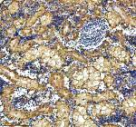Zebrafish Hsp60 Antibody Kidney Tissue IHC. Immunohistochemistry staining of FFPE zebrafish kidney tissue with Zebrafish Hsp60 antibody, HRP secondary and DAB substrate. HIER: boil tissue sections in pH8 EDTA for 20 min and allow to cool before testing.