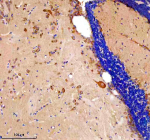 Zebrafish Etf1 Antibody Brain Tissue IHC. Immunohistochemical analysis of Etf1a/b protein using Zebrafish Etf1 antibody and paraffin-embedded zebrafish brain tissue. HIER: boil tissue sections in pH8 EDTA for 20 min and allow to cool before testing.