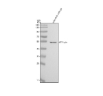 Zebrafish Etf1 Antibody Embryo Tissue WB. Western blot analysis of Etf1a/b protein using Zebrafish Etf1 antibody and zebrafish embryo tissue lysate. The predicted molecular weight of ETF1a/b is 49 kDa.