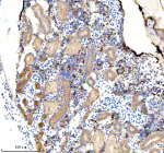 Zebrafish Etf1 Antibody Kidney Tissue IHC. Immunohistochemical analysis of Etf1a/b protein using Zebrafish Etf1 antibody and paraffin-embedded zebrafish kidney tissue. HIER: boil tissue sections in pH8 EDTA for 20 min and allow to cool before testing.