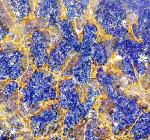 Zebrafish Gmps Antibody Testis Tissue IHC. Immunohistochemical analysis of Gmps protein using Zebrafish Gmps antibody and paraffin-embedded zebrafish testis tissue. HIER: boil tissue sections in pH8 EDTA for 20 min and allow to cool before testing.