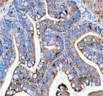Zebrafish Psmc4 Antibody Colon Tissue IHC. Immunohistochemistry staining of FFPE zebrafish colon tissue with Zebrafish Psmc4 antibody, HRP secondary and DAB substrate. HIER: boil tissue sections in pH8 EDTA for 20 min and allow to cool before testing.