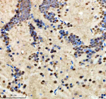 Zebrafish Hmgb2 Antibody Brain Tissue IHC. Immunohistochemistry staining of FFPE zebrafish brain tissue with Zebrafish Hmgb2 antibody, HRP secondary and DAB substrate. HIER: boil tissue sections in pH8 EDTA for 20 min and allow to cool before testing.