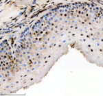 Zebrafish Hmgb2 Antibody Esophagus Tissue IHC. Immunohistochemistry staining of FFPE zebrafish esophagus tissue with Zebrafish Hmgb2 antibody, HRP secondary and DAB substrate. HIER: boil tissue sections in pH8 EDTA for 20 min and allow to cool before testing.