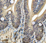 Zebrafish Hmgb2 Antibody Colon Tissue IHC. Immunohistochemistry staining of FFPE zebrafish colon tissue with Zebrafish Hmgb2 antibody, HRP secondary and DAB substrate. HIER: boil tissue sections in pH8 EDTA for 20 min and allow to cool before testing.