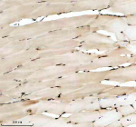 Zebrafish Hmgb2 Antibody Muscle Tissue IHC. Immunohistochemistry staining of FFPE zebrafish muscle tissue with Zebrafish Hmgb2 antibody, HRP secondary and DAB substrate. HIER: boil tissue sections in pH8 EDTA for 20 min and allow to cool before testing.
