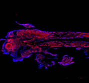 Zebrafish Cct4 Antibody Embryo Tissue IF. Immunofluorescent staining of FFPE zebrafish embryo tissue with Zebrafish Cct4 antibody (red) and DAPI nuclear stain (blue). HIER: steam section in pH8 EDTA buffer for 20 min.