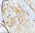 Zebrafish Cct4 Antibody Skeletal Muscle IHC. Immunohistochemistry staining of FFPE zebrafish skeletal muscle tissue with Zebrafish Cct4 antibody, HRP secondary and DAB substrate. HIER: boil tissue sections in pH8 EDTA for 20 min and allow to cool before testing.