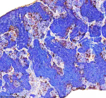 Zebrafish Cct4 Antibody Testis IHC. Immunohistochemistry staining of FFPE zebrafish testis tissue with Zebrafish Cct4 antibody, HRP secondary and DAB substrate. HIER: boil tissue sections in pH8 EDTA for 20 min and allow to cool before testing.