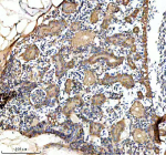 Zebrafish Gnao1a Antibody Kidney Tissue IHC. Immunohistochemistry staining of FFPE zebrafish kidney tissue with Zebrafish Gnao1a antibody, HRP secondary and DAB substrate. HIER: boil tissue sections in pH8 EDTA for 20 min and allow to cool before testing.