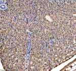 Zebrafish Gnao1a Antibody Liver Tissue IHC. Immunohistochemistry staining of FFPE zebrafish liver tissue with Zebrafish Gnao1a antibody, HRP secondary and DAB substrate. HIER: boil tissue sections in pH8 EDTA for 20 min and allow to cool before testing.