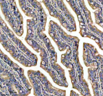 Zebrafish Gnao1a Antibody Colon Tissue IHC. Immunohistochemistry staining of FFPE zebrafish colon tissue with Zebrafish Gnao1a antibody, HRP secondary and DAB substrate. HIER: boil tissue sections in pH8 EDTA for 20 min and allow to cool before testing.