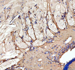 Zebrafish Grin1 Antibody Brain Tissue IHC. Immunohistochemical analysis of Grin1a/b protein using Zebrafish Grin1 antibody and paraffin-embedded zebrafish brain tissue. HIER: boil tissue sections in pH8 EDTA for 20 min and allow to cool before testing.