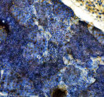 Zebrafish Luteinizing hormone beta / Lhb Antibody Testis IHC. Immunohistochemistry IHC staining of zebrafish Luteinizing hormone beta protein using Zebrafish Luteinizing hormone beta antibody, HRP-labeled secondary and DAB substrate. Luteinizing hormone beta was detected in a paraffin-embedded section of zebrafish testis tissue. HIER: boil tissue sections in pH8 EDTA for 20 min and allow to cool before testing.