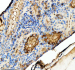 Zebrafish Tgfb1 Antibody Kidney Tissue IHC. Immunohistochemistry staining of zebrafish Tgfb1 protein using Zebrafish Tgfb1 antibody, HRP-labeled secondary and DAB substrate. Tgfb1 was detected in a paraffin-embedded section of zebrafish kidney tissue. HIER: boil tissue sections in pH8 EDTA for 20 min and allow to cool before testing.