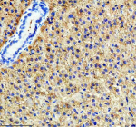 Zebrafish Tgfb1 Antibody Liver Tissue IHC. Immunohistochemistry staining of zebrafish Tgfb1 protein using Zebrafish Tgfb1 antibody, HRP-labeled secondary and DAB substrate. Tgfb1 was detected in a paraffin-embedded section of zebrafish liver tissue. HIER: boil tissue sections in pH8 EDTA for 20 min and allow to cool before testing.