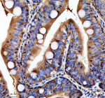 Zebrafish Hspa5 Antibody Colon Tissue IHC. Immunohistochemistry staining of FFPE zebrafish colon tissue with Hspa5 antibody, HRP-labeled secondary and DAB substrate. HIER: boil tissue sections in pH8 EDTA for 20 min and allow to cool before testing.