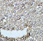 Zebrafish Fshb Antibody Ovary Tissue IHC. Immunohistochemistry staining of FFPE zebrafish ovary tissue with Zebrafish Fshb antibody, HRP-labeled secondary and DAB substrate. HIER: boil tissue sections in pH8 EDTA for 20 min and allow to cool before testing.