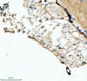 Zebrafish Fshb Antibody Hypophysis Tissue IHC. Immunohistochemistry staining of FFPE zebrafish hypophysis tissue with Zebrafish Fshb antibody, HRP-labeled secondary and DAB substrate. HIER: boil tissue sections in pH8 EDTA for 20 min and allow to cool before testing.