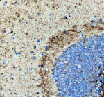 Zebrafish Gnrh2 Antibody Brain Tissue IHC. Immunohistochemistry staining of zebrafish Gnrh2 protein using Zebrafish Gnrh2 antibody, HRP-labeled secondary and DAB substrate. Gnrh2 was detected in a paraffin-embedded section of zebrafish brain tissue. HIER: boil tissue sections in pH8 EDTA for 20 min and allow to cool before testing.