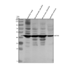 Zebrafish Gata4 Antibody Tissue WB. Western blot analysis of Gata4 protein using Zebrafish Gata4 antibody and 1) zebrafish head, 2) whole female zebrafish, 3) whole male zebrafish and 4) zebrafish embryo tissue lysate. Predicted molecular weight ~38 kDa.