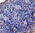 Zebrafish Mmp13a Antibody Spleen Tissue IHC. Immunohistochemistry staining of FFPE zebrafish spleen tissue with Zebrafish Mmp13a antibody, HRP-labeled secondary and DAB substrate. HIER: boil tissue sections in pH8 EDTA for 20 min and allow to cool before testing.