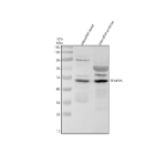 Zebrafish Tfap2a Antibody Head and Embryo Tissue WB. Western blot analysis of Tfap2a protein using Zebrafish Tfap2a antibody and 1) zebrafish head tissue lysates and 2) zebrafish embryo tissue lysates. Predicted molecular weight ~50 kDa.