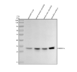 Zebrafish Hmox1a Antibody Tissue WB. Western blot analysis of Hmox1a protein using Zebrafish Hmox1a antibody and 1) zebrafish head, 2) whole female zebrafish, 3) whole male zebrafish and 4) zebrafish embryo tissue lysate. Predicted molecular weight ~30 kDa.
