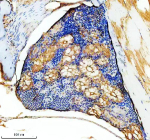 Zebrafish Hmox1a / Hmox1 Antibody Kidney Tissue IHC. Immunohistochemistry staining of FFPE zebrafish kidney tissue with Zebrafish Hmox1a antibody, HRP-labeled secondary and DAB substrate. HIER: boil tissue sections in pH8 EDTA for 20 min and allow to cool before testing.