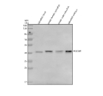 Zebrafish Hsd3b1 Antibody Tissue WB. Western blot analysis of Hsd3b1 protein using Zebrafish Hsd3b1 antibody and 1) zebrafish head, 2) whole female zebrafish, 3) whole male zebrafish and 4) zebrafish embryo tissue lysate. Predicted molecular weight ~42 kDa.