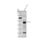 Zebrafish Pax6 Antibody Tissue WB. Western blot analysis of zebrafish embryo lysate with Zebrafish Pax6 antibody. Lane 1: zebrafish embryo lysate. A band is detected at approximately 48 kDa, consistent with the predicted molecular weight of Paired Box Protein Pax-6 (Pax6). The detected band corresponds to Pax6 a/b isoforms expressed during zebrafish embryonic development.