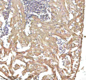 Zebrafish Alcama Antibody Heart Tissue IHC. Immunohistochemistry staining of FFPE zebrafish heart tissue with Zebrafish Alcama antibody, HRP-labeled secondary and DAB substrate. HIER: boil tissue sections in pH8 EDTA for 20 min and allow to cool before testing.